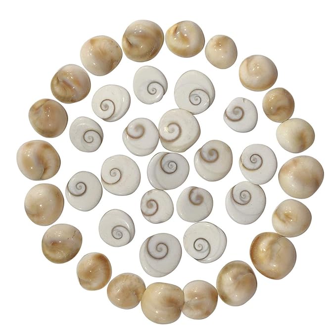 Original Gomati Chakra for Lakshmi Pooja, Wealth, Luck