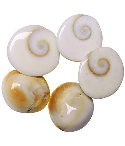 Original Gomati Chakra  for Lakshmi Pooja, Wealth, Luck