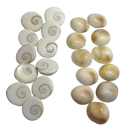 Original Gomati Chakra  for Lakshmi Pooja, Wealth, Luck