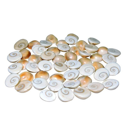 Original Gomati Chakra  for Lakshmi Pooja, Wealth, Luck