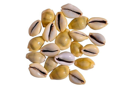 Original Pili kodi